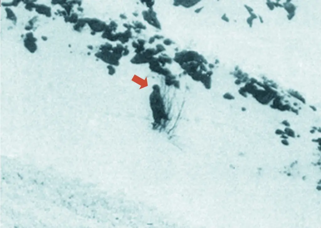 ヒマラヤのイエティ伝説 雪山に実在する獣人／世界の新七不思議｜web