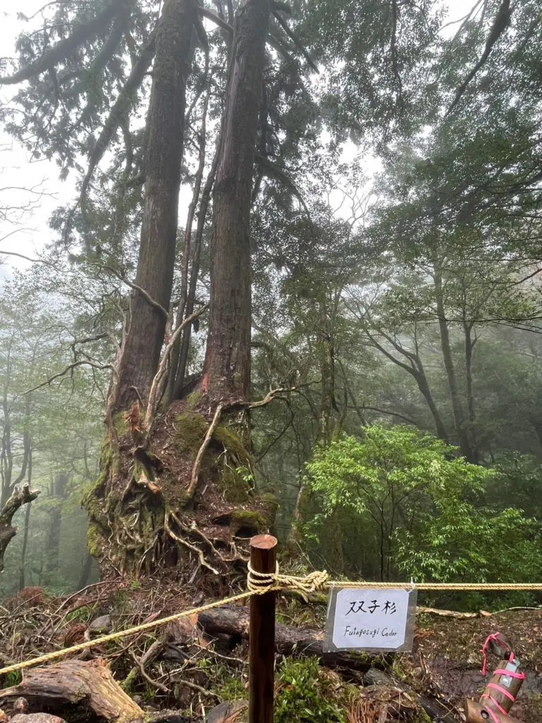 松原タニシVS樹齢3000年の屋久杉！ 謎の石像との遭遇に超人の気配を感じられるか？／超人化計画｜webムー 世界の謎と不思議のニュース＆考察コラム