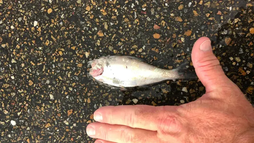 空から魚やカエルが降ってくる！ ファフロツキーズ現象の謎