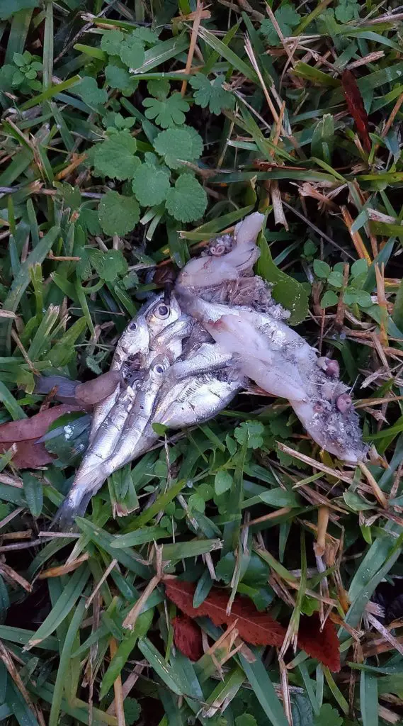 空から魚やカエルが降ってくる！ ファフロツキーズ現象の謎
