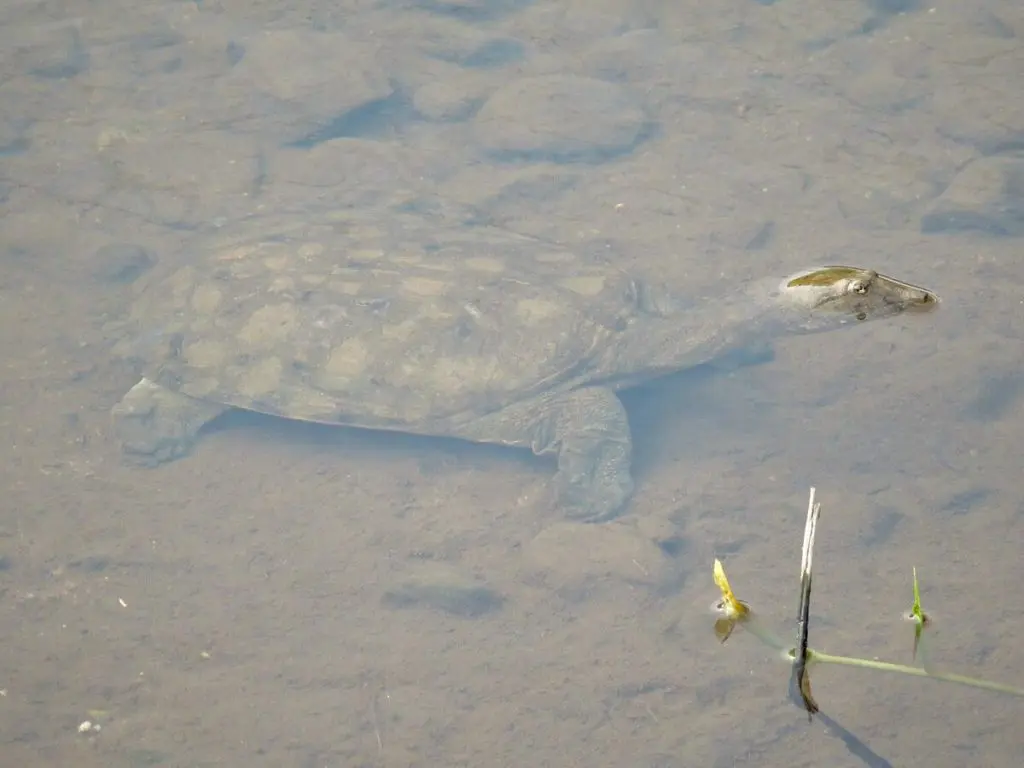 ネス湖の怪獣＝ネッシーの情報を総復習！ 今なお記録が尽きない