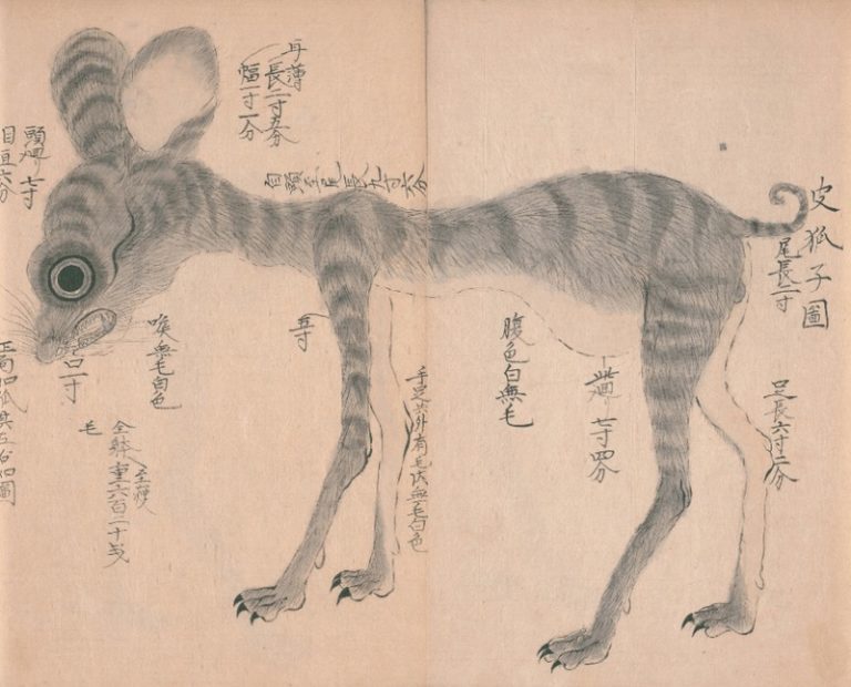 古文献で発見! 犬神を描いた「土州の奇獣」の正体を追う!/大江戸怪獣録|webムー 世界の謎と不思議のニュース&考察コラム