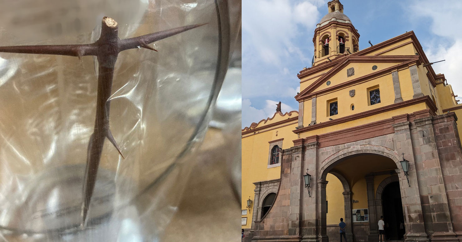 ミモザのトゲが磔刑の十字に！ メキシコ「サンタ・クルス修道院」の