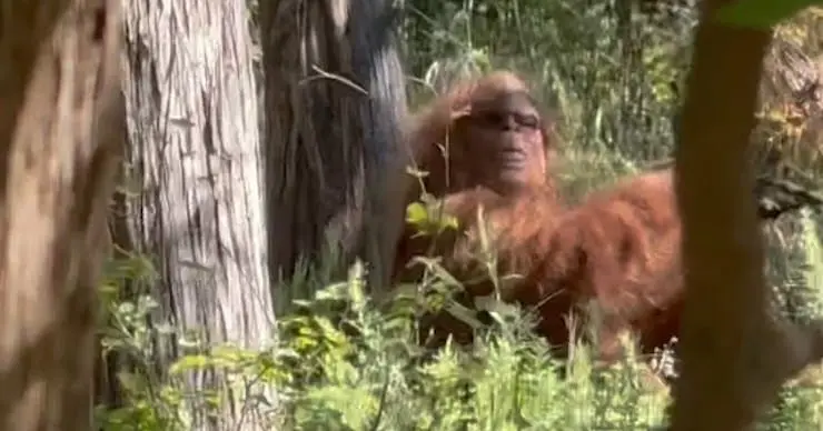 UMAジオラマシリーズビッグフット Amazon.co.jp: ビッグフット アクションフィギュア BigFoot Big