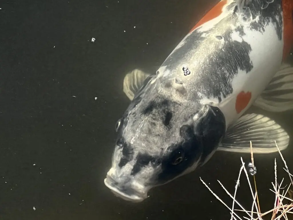妖怪タウン福崎町に「人面魚」出現！ 河童が棲む池の霊力が鯉を妖怪化