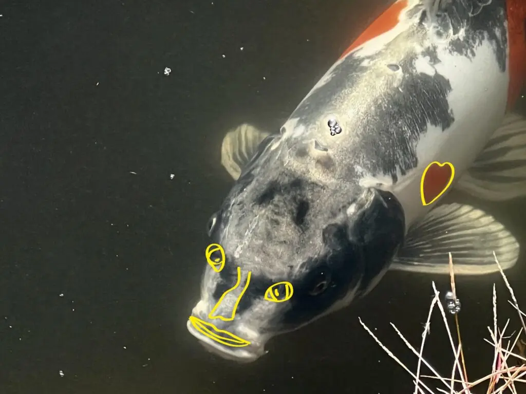人面魚 妖怪タウン福崎町に「人面魚」出現！ 河童が棲む池の霊力が鯉を妖怪化