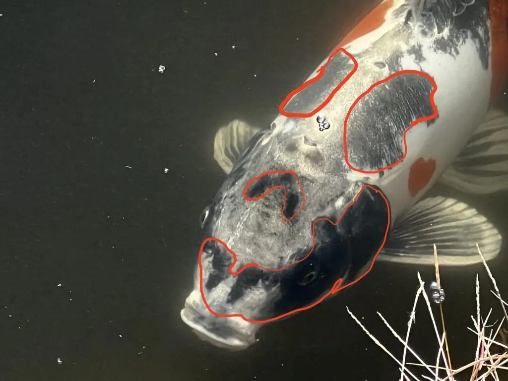 妖怪タウン福崎町に「人面魚」出現！ 河童が棲む池の霊力が鯉を妖怪化