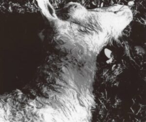 実験企画！ 歴史は浅いが知名度抜群のUMA「チュパカブラ」クイズ